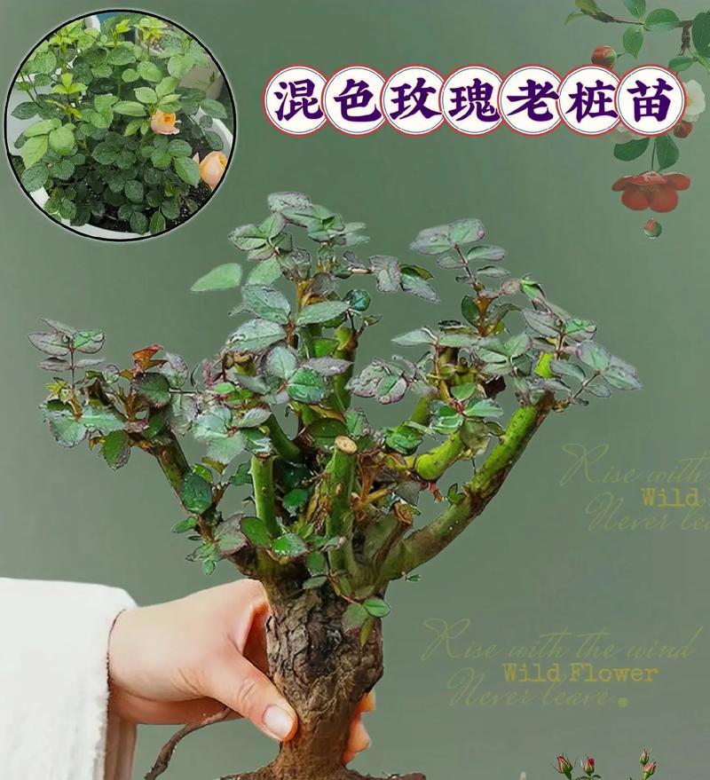 239朵玫瑰花的意义是什么？有相关图片吗？