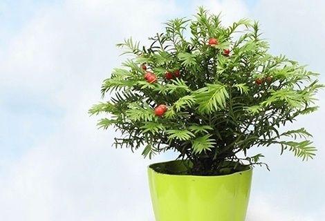 电脑桌上应该放哪种植物来防辐射？这些植物的养护要点是什么？
