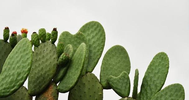 电脑桌上应该放哪种植物来防辐射？这些植物的养护要点是什么？