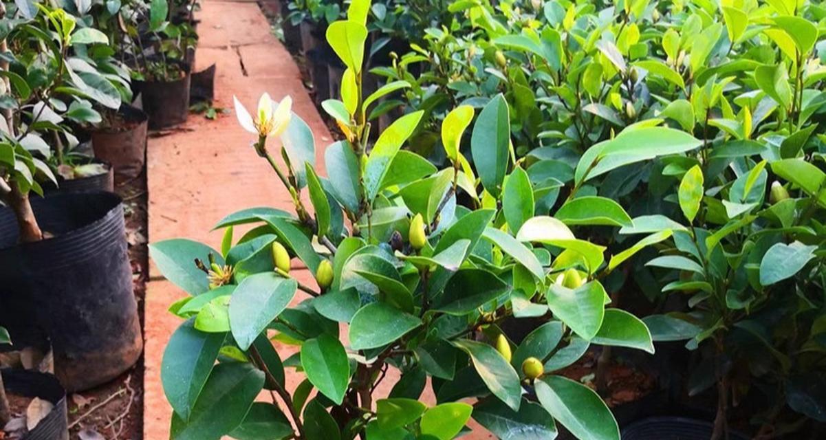 夏季有哪些植物形态似笑？