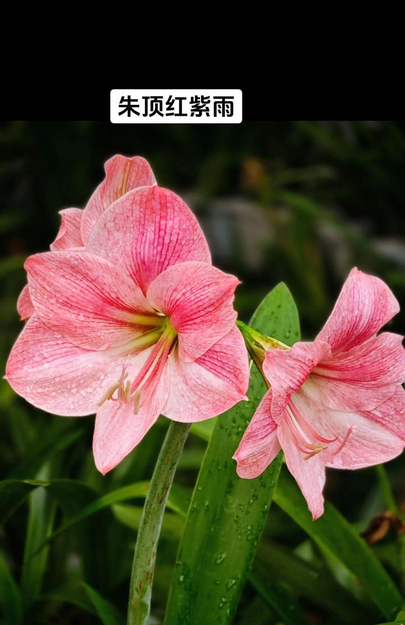 那种紫红色的植物叫什么名字？