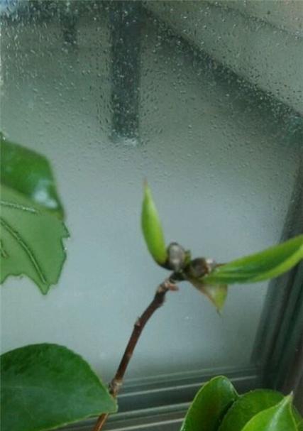 室内盆栽的正确养护方法是什么？有哪些注意事项？