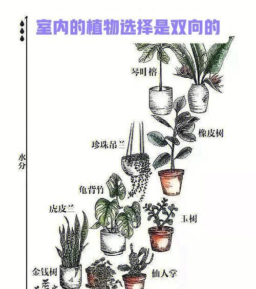 我的植物题目有哪些？如何为植物选择合适的题目？