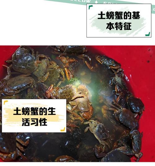 螃蟹相克植物是什么？在养殖螃蟹时应该避免哪些植物？