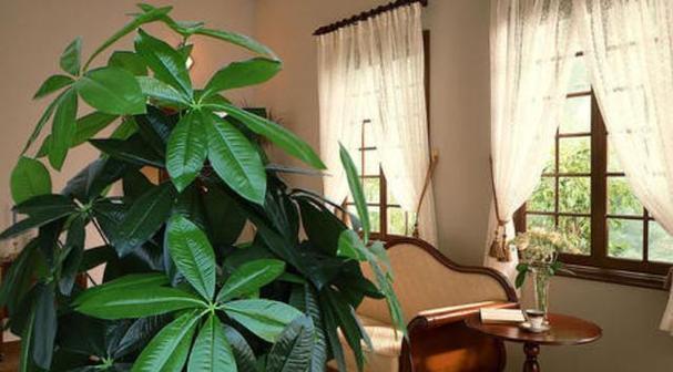 室外台阶盆栽有哪些植物？如何选择合适的植物？