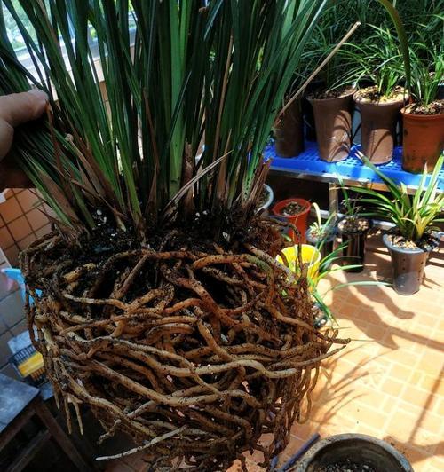 植物搞怪器中获取植物的方法有哪些？