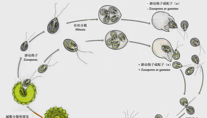 植物搞怪器中获取植物的方法有哪些？