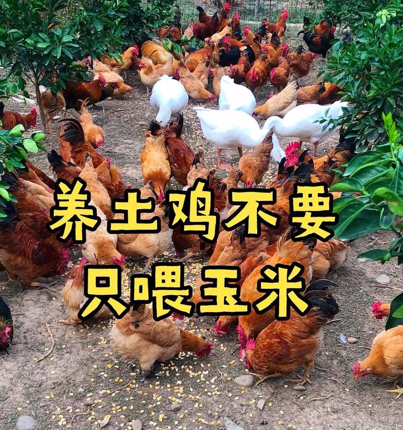 种什么植物养鸡？哪些植物对鸡的生长有益？