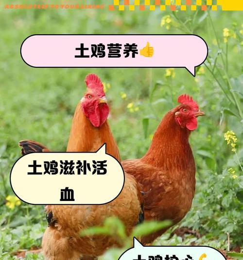 种什么植物养鸡？哪些植物对鸡的生长有益？