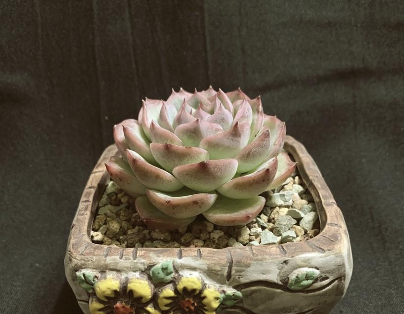 水晶泥适合养什么植物？水晶泥种植植物的优势是什么？