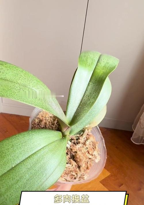 水晶泥适合养什么植物？水晶泥种植植物的优势是什么？