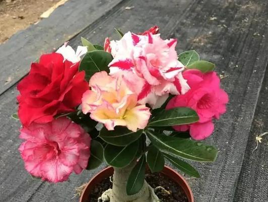 北方植物花草有哪些品种？如何在寒冷地区种植？