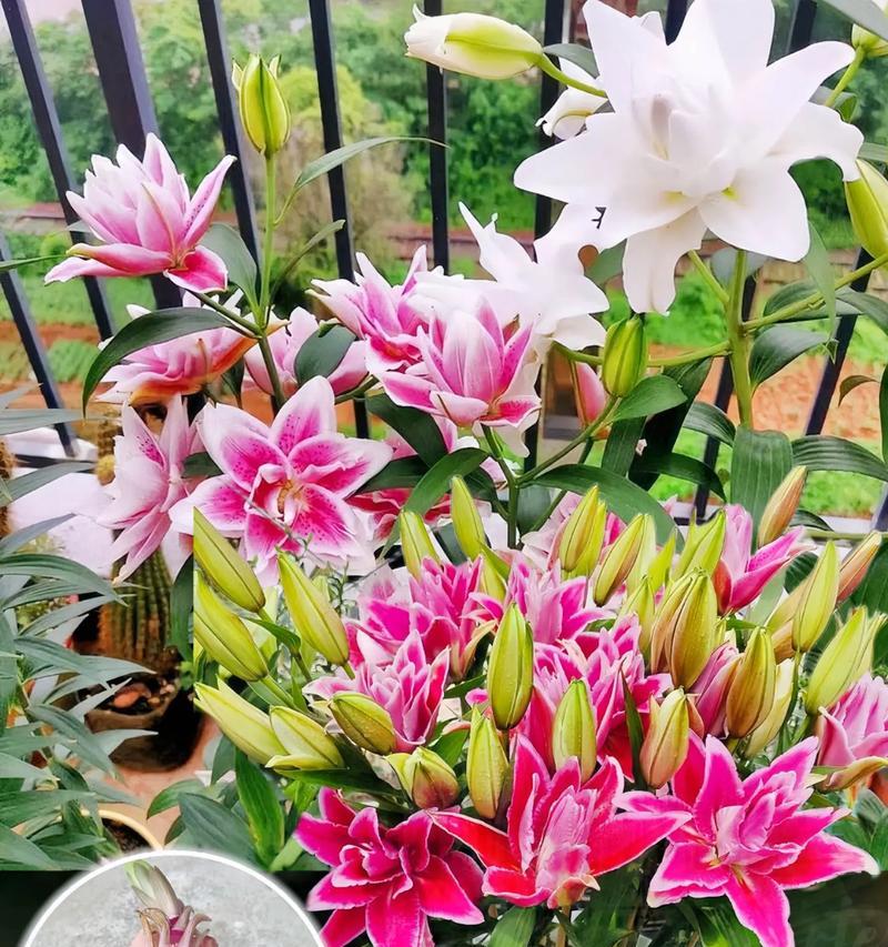 百合花球大小有何讲究？百合花球大小对花语有何影响？