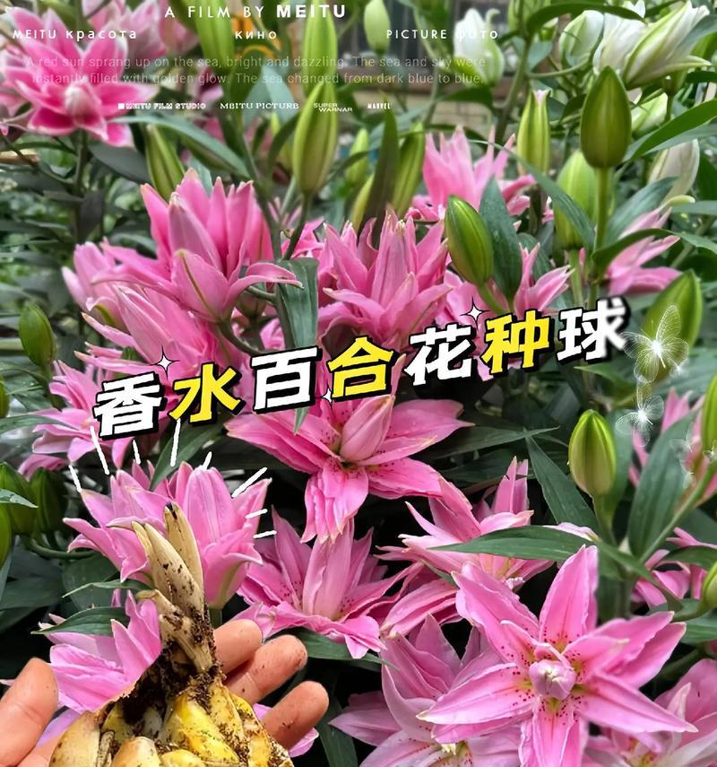 手拿一支百合花代表什么意义？它在不同场合下有何不同含义？