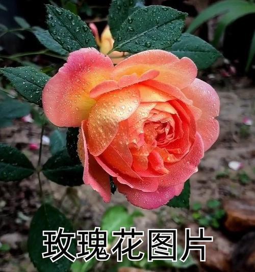 变成玫瑰花在梦境或传说中意味着什么？它象征着什么？