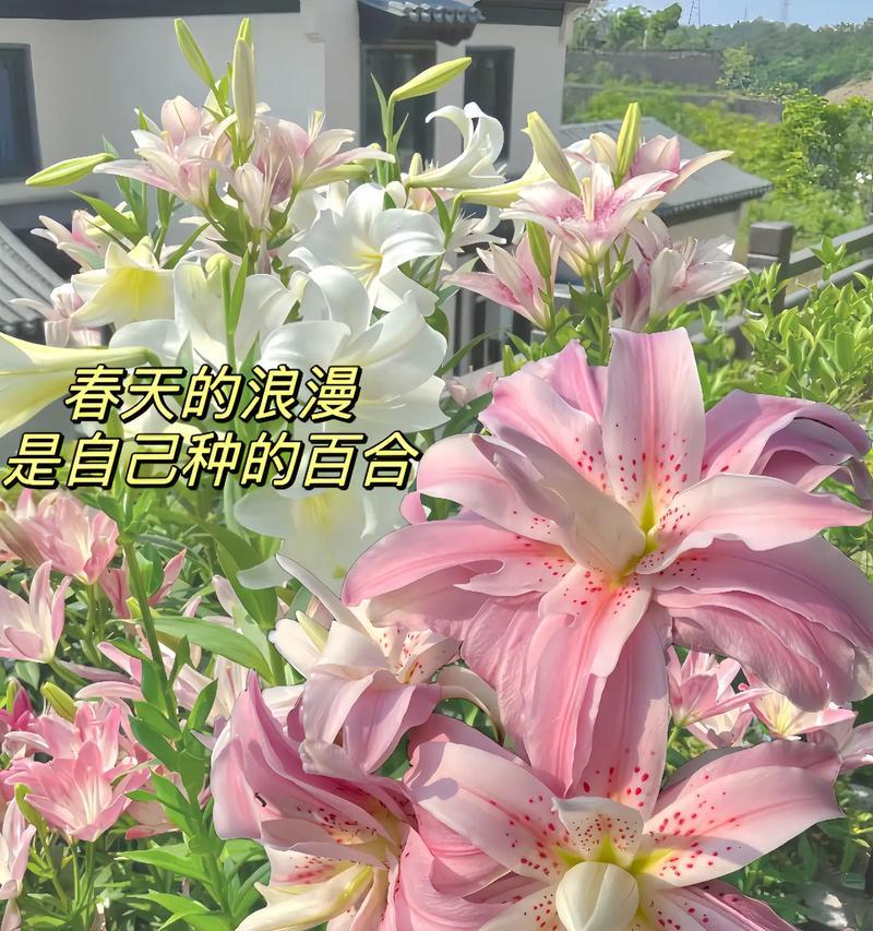 百合丧葬花束通常表达什么寓意？
