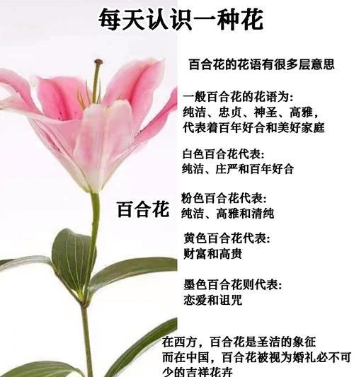 百合丧葬花束通常表达什么寓意？