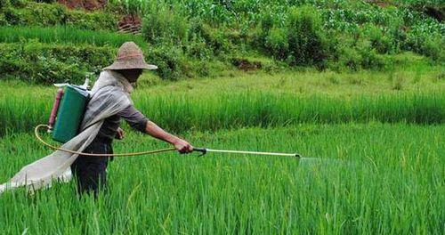 农药使用的先后顺序有何讲究？它的重要性是什么？