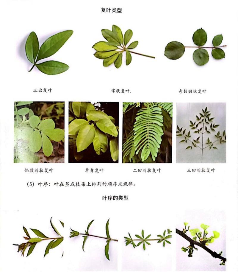植物的茎有什么作用？茎的定义是什么？