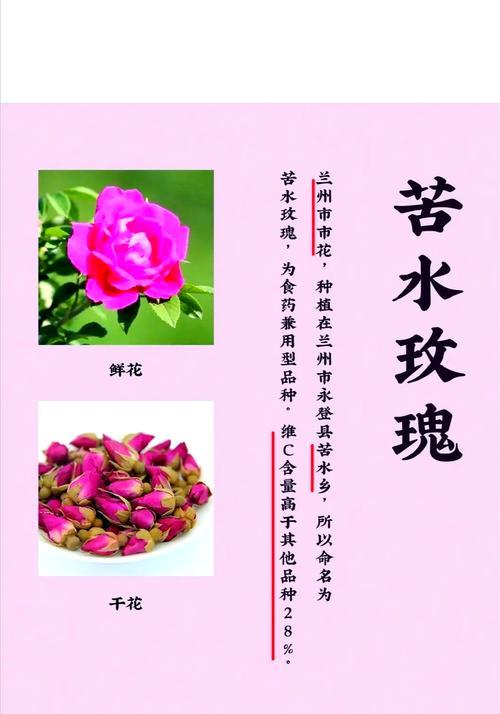 玫瑰花的分类有哪些讲究？玫瑰花分类在花语中意味着什么？