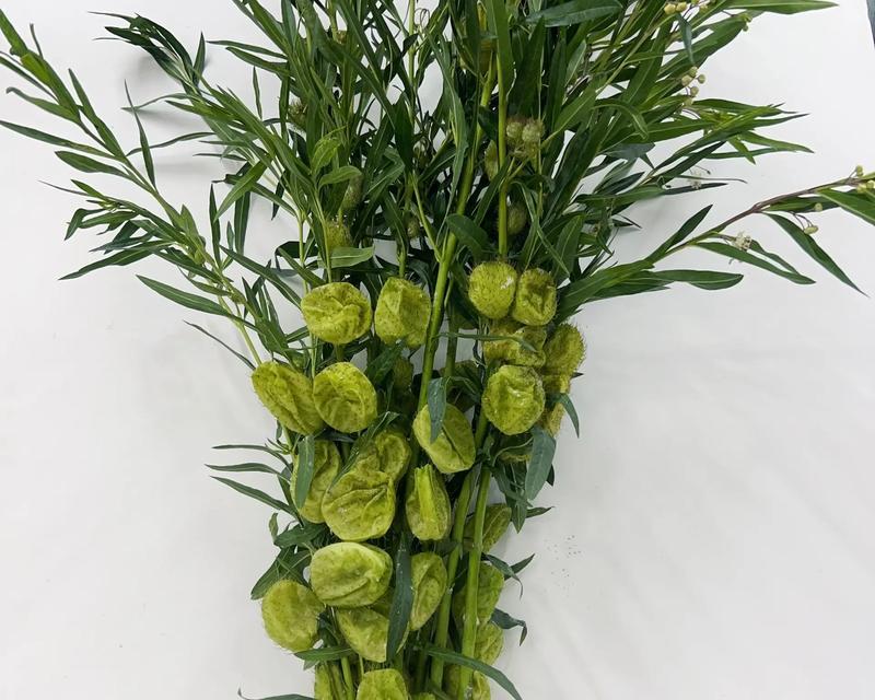 带花泥包玫瑰花的寓意是什么？送盆栽送什么好？