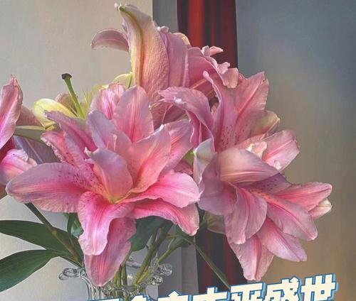 包花百合代表什么意义？包花百合的花语是什么？