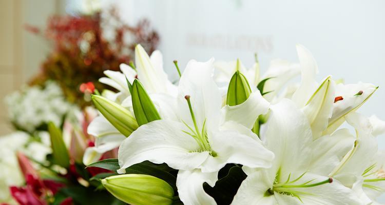 包花百合代表什么意义？包花百合的花语是什么？