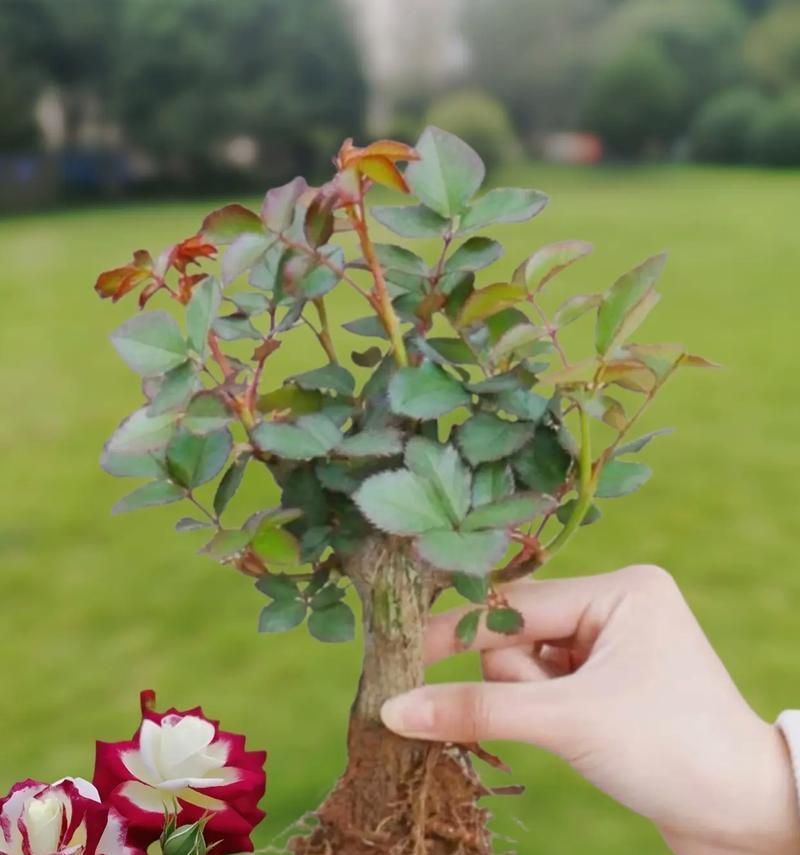 绿色玫瑰花盆栽有何特殊含义？它象征着什么？