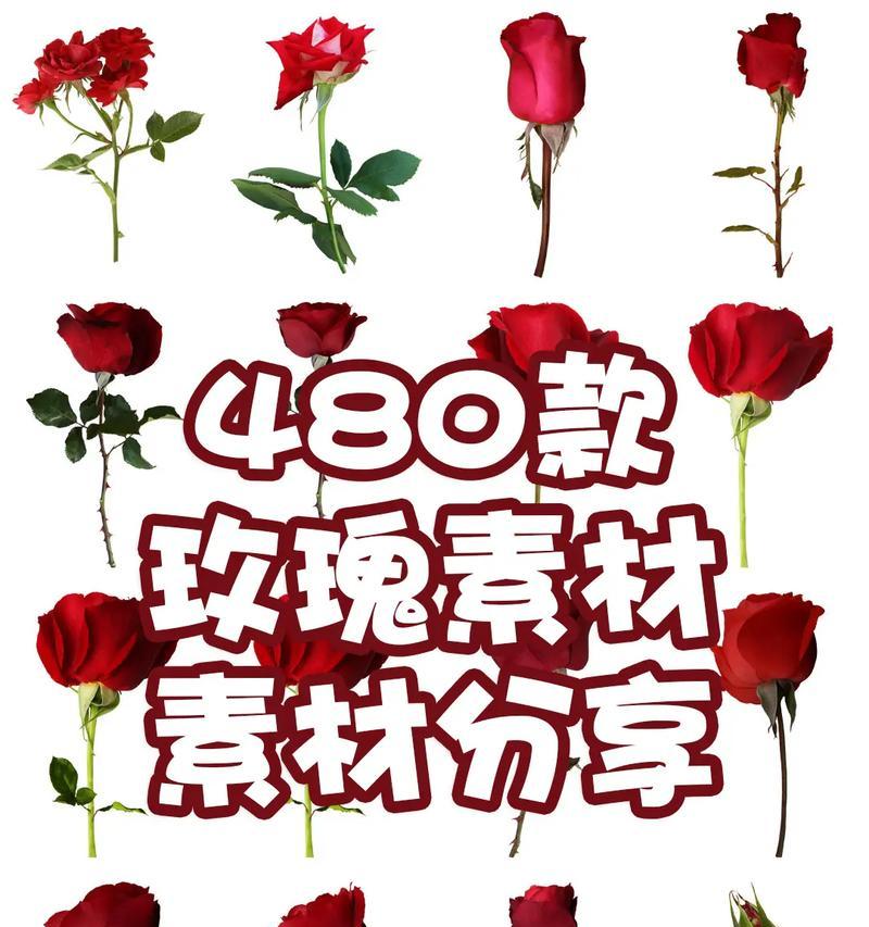 网络用语中分享玫瑰花有何含义？