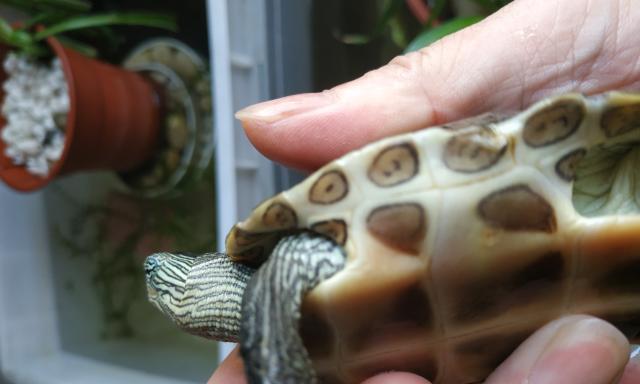 怎么隔离乌龟和植物呢？如何进行有效的隔离？