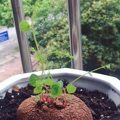 怎么隔离乌龟和植物呢？如何进行有效的隔离？
