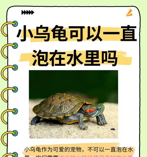怎么隔离乌龟和植物呢？如何进行有效的隔离？