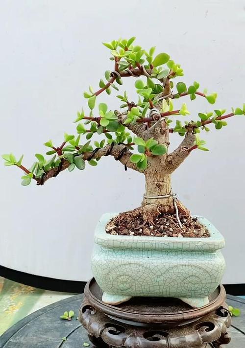 哪些植物天生不愿长高？不愿长高的植物有哪些特点？