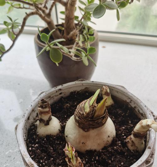 哪些植物天生不愿长高？不愿长高的植物有哪些特点？