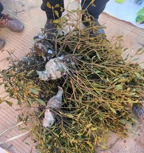 哪些植物天生不愿长高？不愿长高的植物有哪些特点？