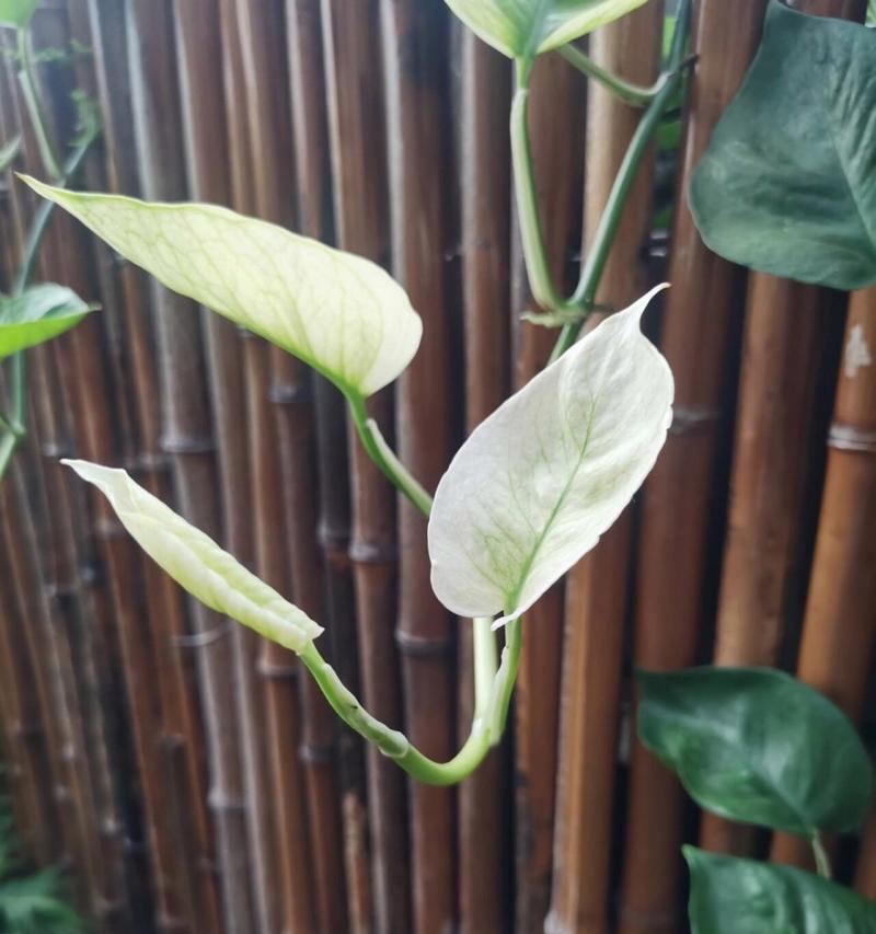 植物叶子发白怎么办？可能的原因和解决办法是什么？