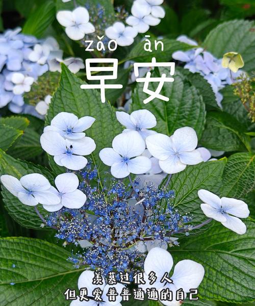 树的花语通常表达什么情感？