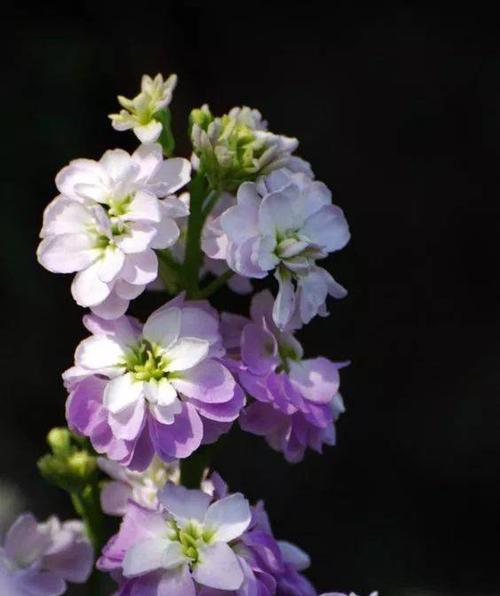 活泼高冷的花语是什么？如何理解活泼高冷的花语？