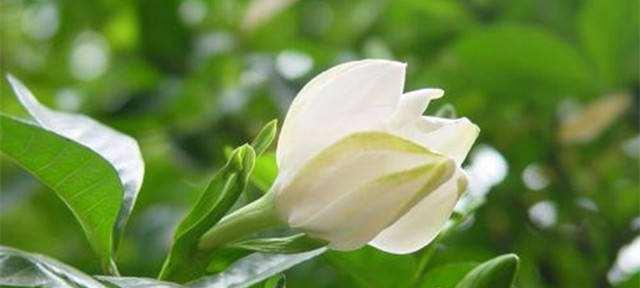 带峰字的花语是什么意思？这种花代表了什么寓意？