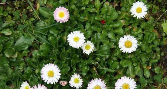 带峰字的花语是什么意思？这种花代表了什么寓意？