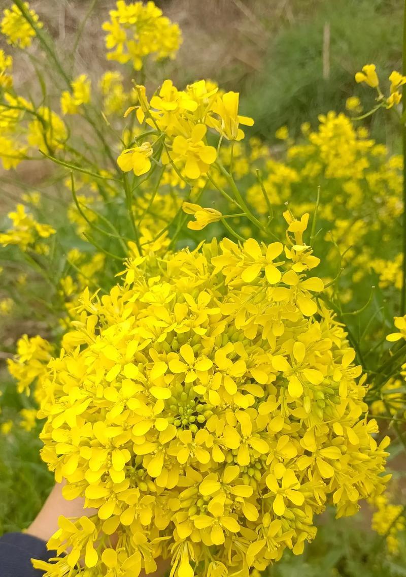 蜡花和鲜花的花语有何不同？它们各自代表什么？