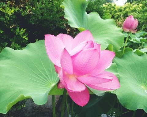 水鱼是什么花语啊？水鱼花的寓意是什么？