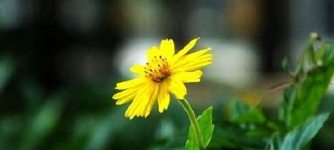 水鱼是什么花语啊？水鱼花的寓意是什么？