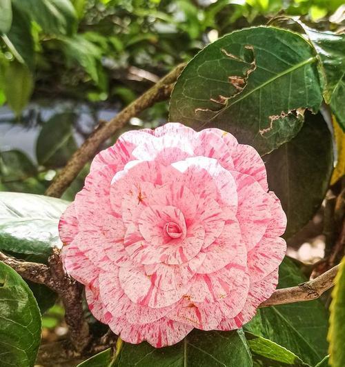 寻香山茶的花语是什么？它代表了什么意义？