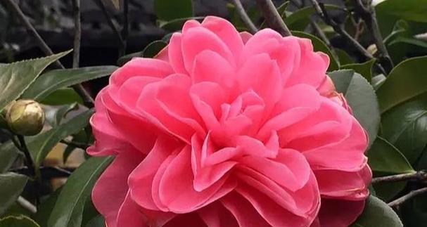 寻香山茶的花语是什么？它代表了什么意义？