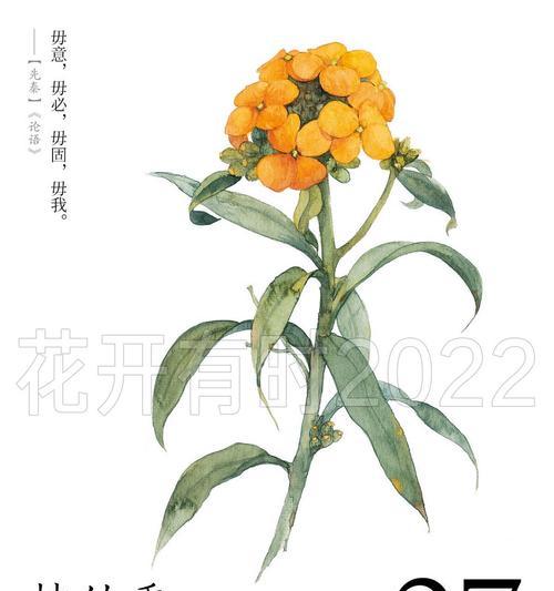 寻香山茶的花语是什么？它代表了什么意义？