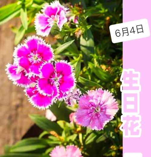 “彼此珍视”的花语是什么？它传达了怎样的情感？