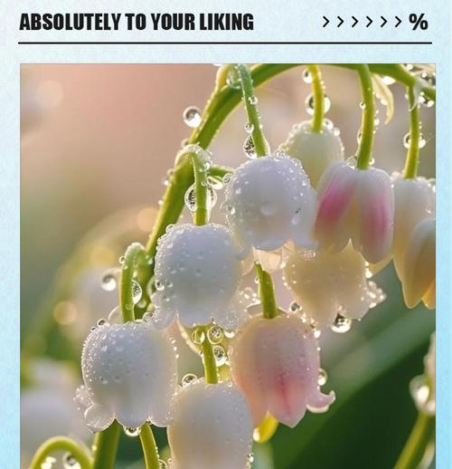 隐秘爱意的花语应该是什么？