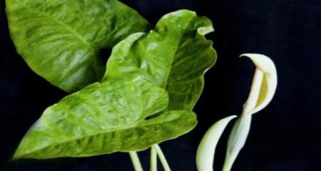 观音花的花语是什么？观音花的寓意又是什么？