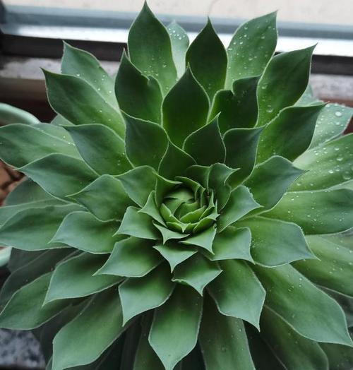 观音花的花语是什么？观音花的寓意又是什么？